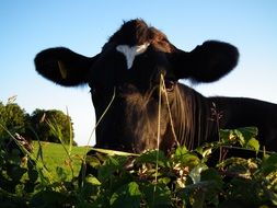 Cow Face