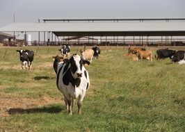 splendid Cows Farm