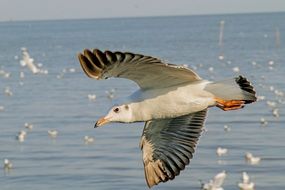 seagulls on the sea coast