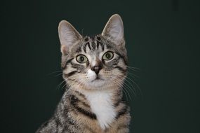 perfect beautiful Cat Mackerel