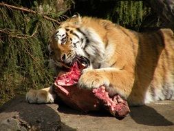 African tiger with meat in a zoological park