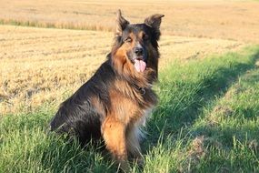 german shepherd sitting on green grass