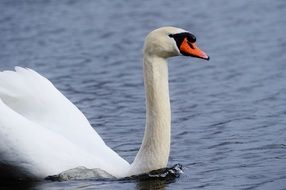 White swan floating on the water