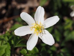 inflorescence of wood anemone close-up on blurred background