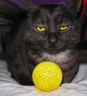 yellow ball on the background of a black cat with yellow eyes