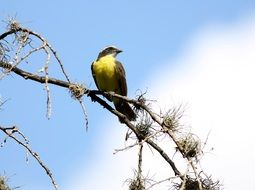 yellow bird on a tree branch against the sky