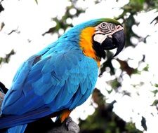 pretty Macaw Parrot