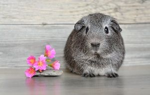 cute gray guinea pig