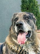 portrait of a cute dog wit long tongue