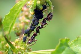 garden ants close up