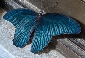 turquoise butterfly on the window