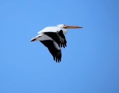 Pelican Flying