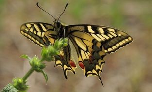 Swallowtail Insect on a plant