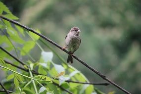 perched tree sparrow