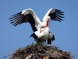 two big white storks in the nest