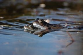 two Frogs on water