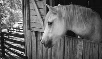 portrait of a white horse in black and white
