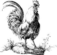 drawing of a cock