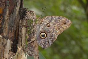 perfect beautiful brown Butterfly