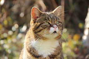 portrait of a tom cat