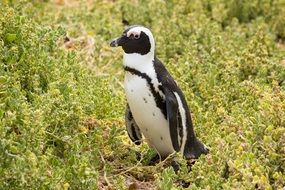 penguin in nature of a south africa