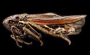 cicadas on a black background