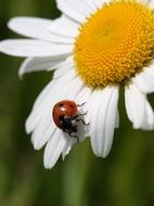 Ladybird Marguerite macro recording