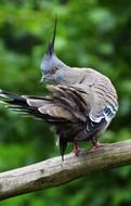 dove with topknot