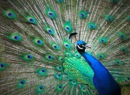 Peacock with the blue and green feathers