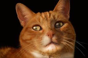 beautiful Feline cat