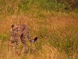 Cheetah in Savannah