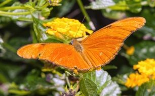Orange butterfly flower insect nature