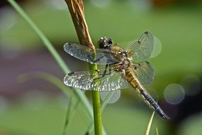Dragonfly Wing on plant macro photo