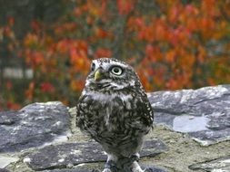 picture of the owl