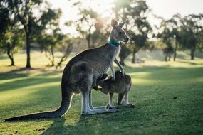 kangaroo with a calf in nature in the of australia