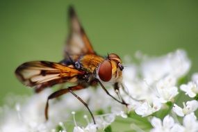insect on white inflorescence close up