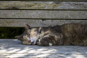 Domestic sweet dreaming cat