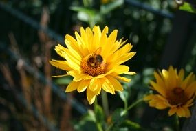 Yellow Flower Hummel blossom close