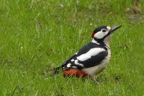 wondrous Spotted Woodpecker bird