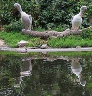 dalmatian pelicans in wildlife