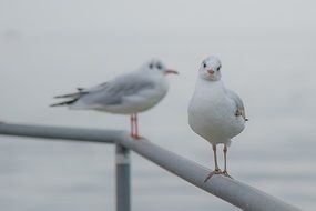 two gulls is sitting on the railing