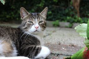 pleased cat lying on ground