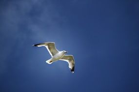 seagull on the background of dark blue sky