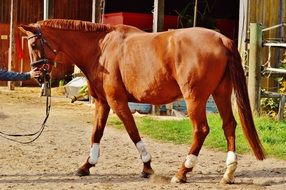 domestic graceful horse in a farm