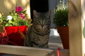 Cat sits on floor at flower boxes