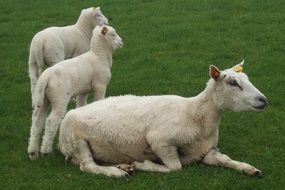 sheep with two lambs in countryside