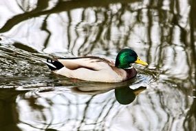 Drake Mallard Duck