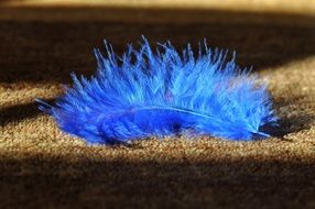 indigo bird feather close-up on blurred background