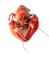 Crayfish party in Sweden