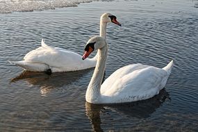 two white swans on the lake in spring